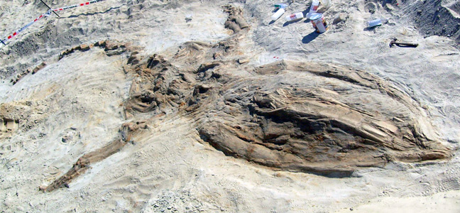 Museo de Historia Natural - La ciencia al día. Octubre, 2017.