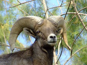 borrego-cimarron-3