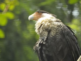 caracara-1