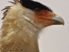 caracara-2