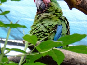 guacamaya-1