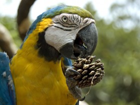 guacamaya-2