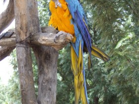 guacamaya-3