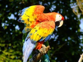 guacamaya-4