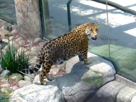 jaguar-1