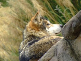 lobo-mexicano-1