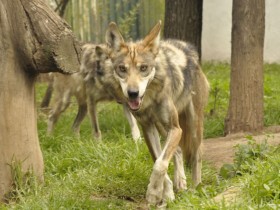 lobo-mexicano-2