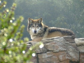 lobo-mexicano-5