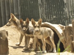 lobo-mexicano-7