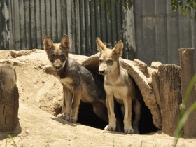 lobo-mexicano-8