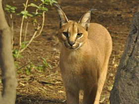 caracal-2