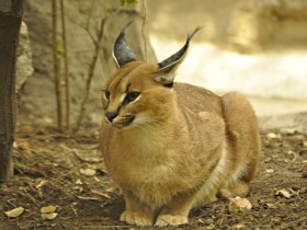 caracal-3