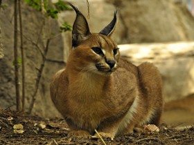 caracal-5