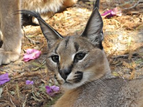 caracal-6