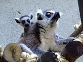 lemur-2