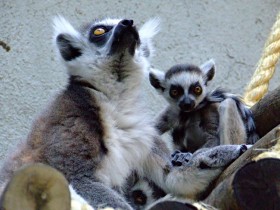 lemur-3