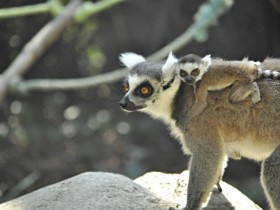 lemur-4