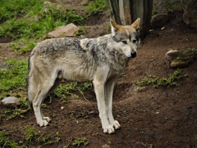 lobo-mexicano-2