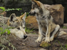 lobo-mexicano-3