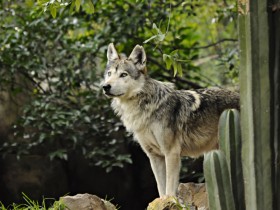 lobo-mexicano-4