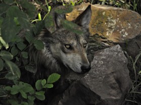 lobo-mexicano-5