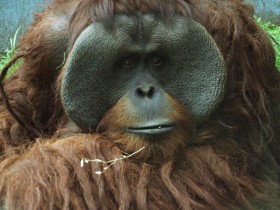 orangutan-3