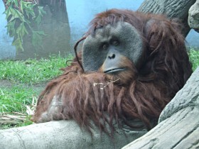 orangutan-4