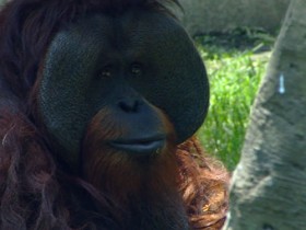 orangutan-5