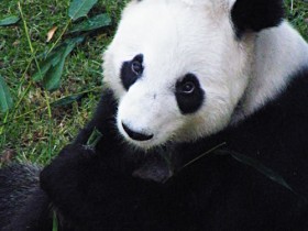 panda-gigante-2