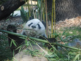 panda-gigante-4