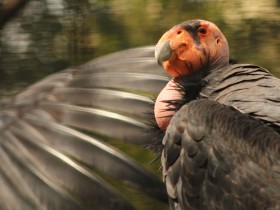 condor-california-1