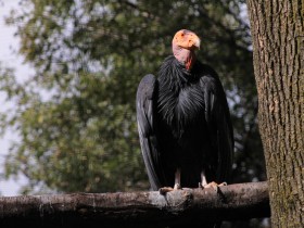 condor-california-2