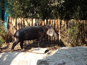 tapir-3