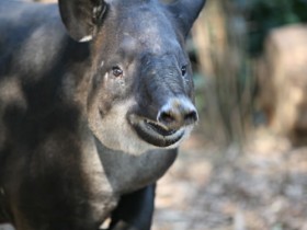 tapir-4