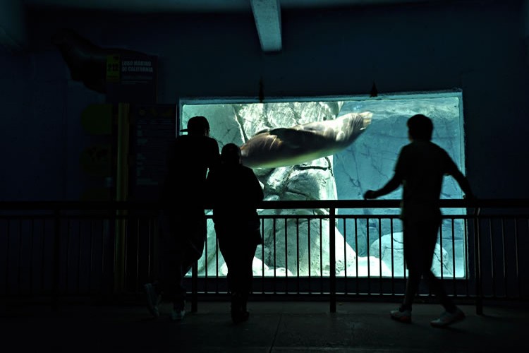 subacuatico-lobo-marino-11