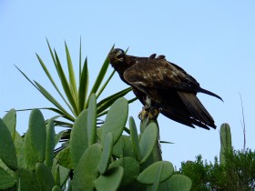 aguila-real-1