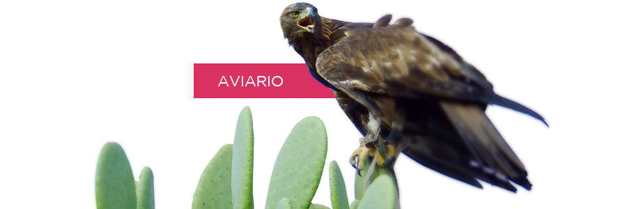 Aviario