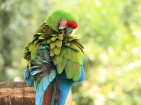 guacamaya