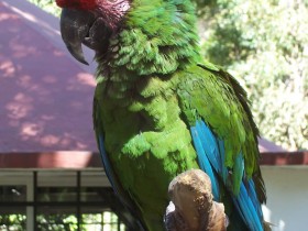 guacamaya-verde-1