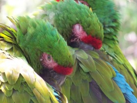 guacamaya-verde-2