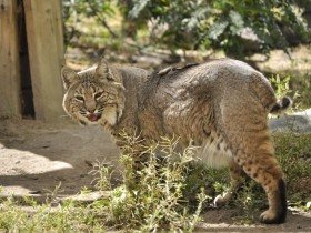 lince