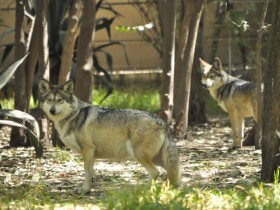 lobo-mexicano-1