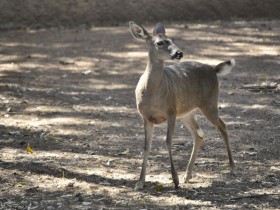 venado-cola-blanca