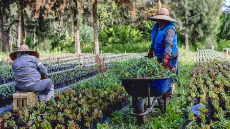 Retribución por la conservación de los servicios ecosistémicos