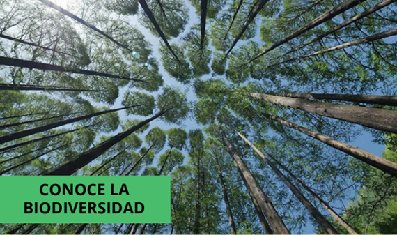 conoce