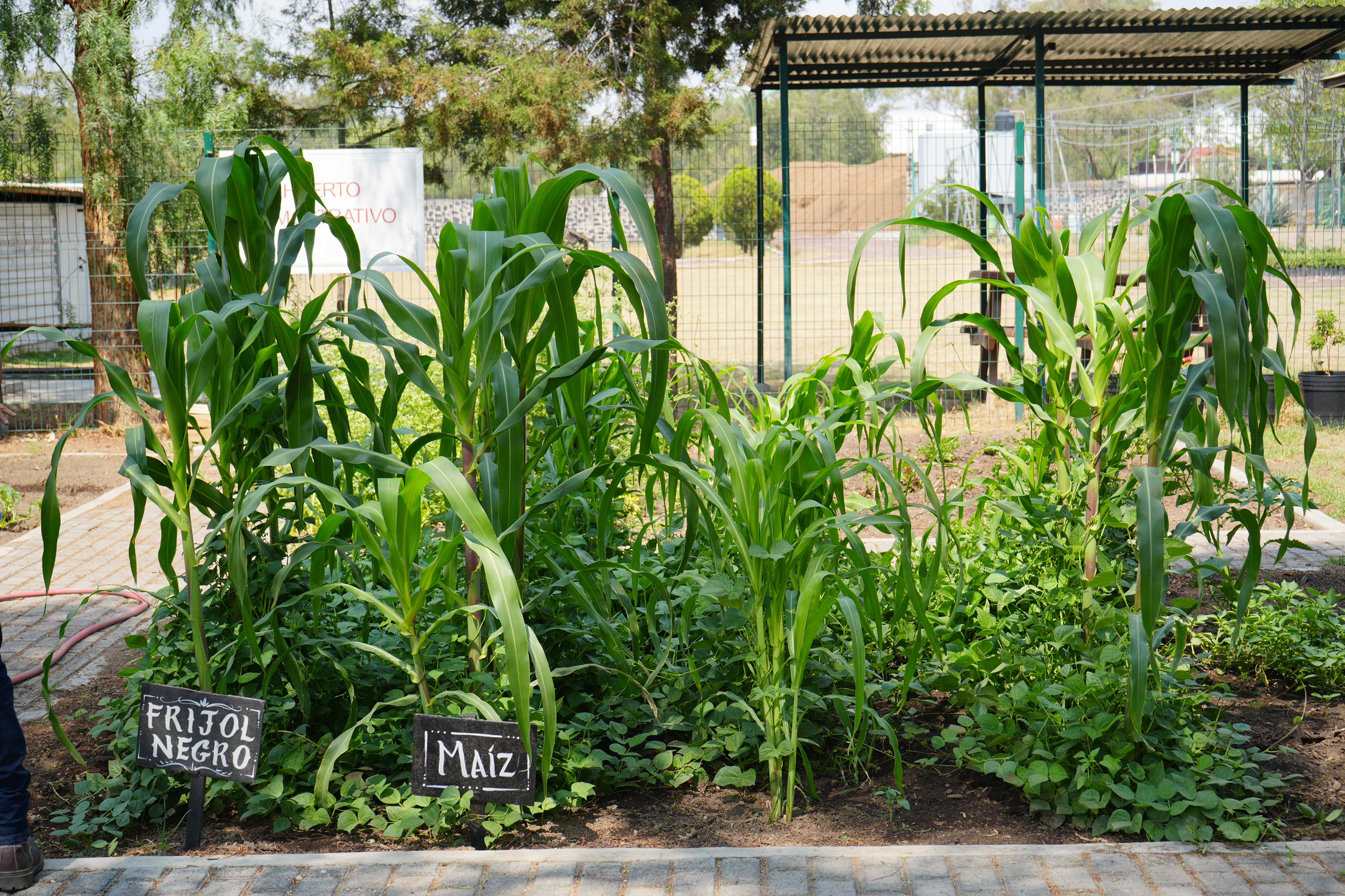 Semillas y comunidad