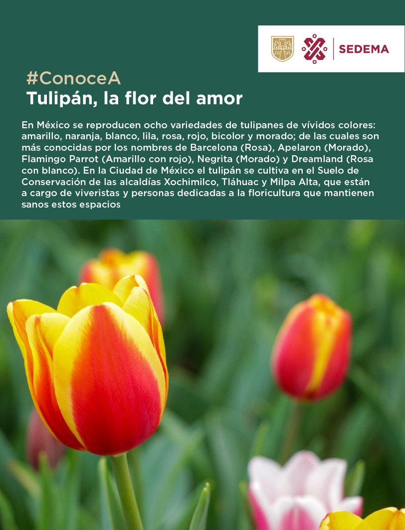 tulipanes