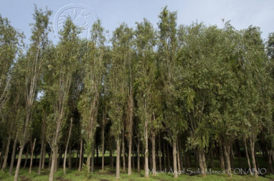 Ahuejotes tomados en Xochimilco 