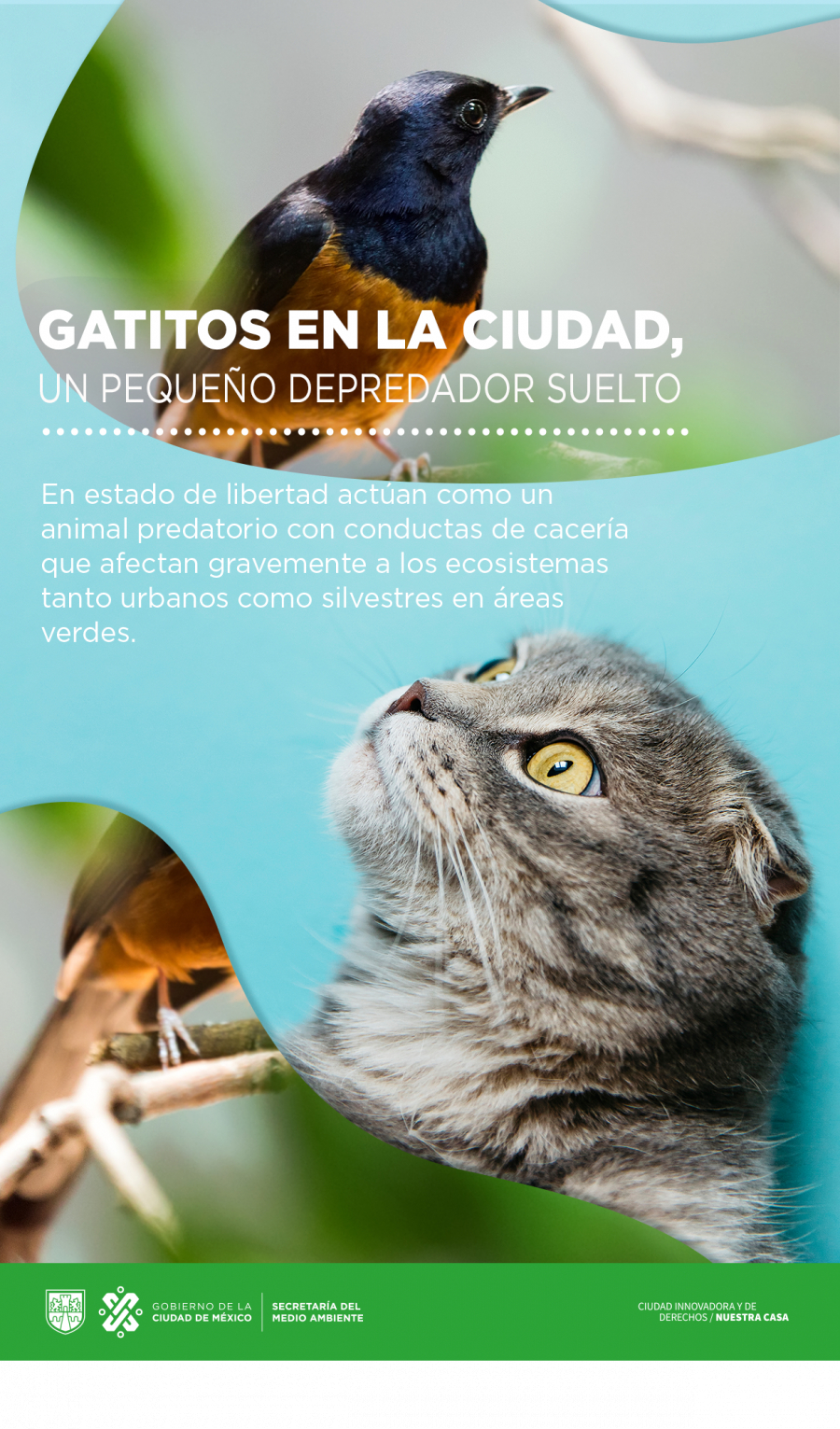 Gatitos en la ciudad, un pequeño depredador suelto