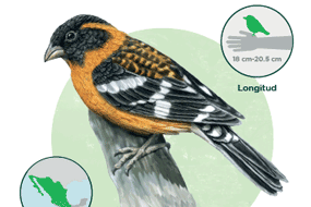 Bosques de las Lomas